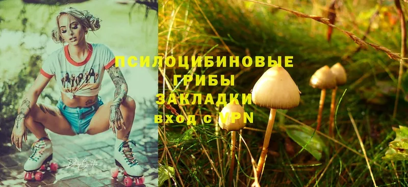 Псилоцибиновые грибы Cubensis  где найти наркотики  Ивантеевка 